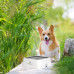 Pet water Bowl-2L