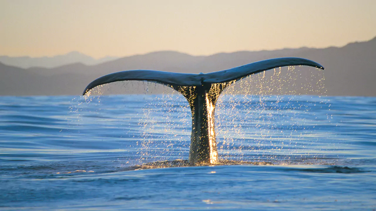 Charlevoix & Whale Watching 2 Days